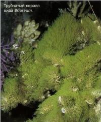 Трубчатый коралл вида Briareum