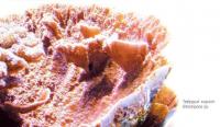 Твёрдый коралл Montipora sp.