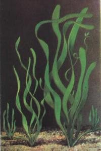 Валлиснерия гигантская