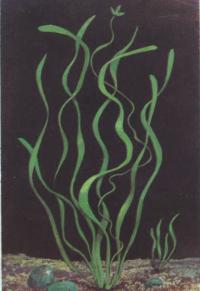 Валлиснерия спиральная