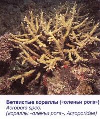 Ветвистые кораллы