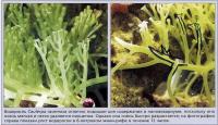 Водоросль Caulerpa racemosa в наноаквариуме