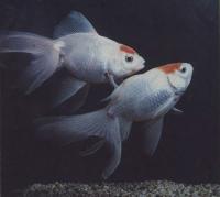 Вуалехвост