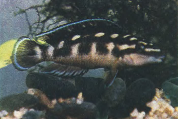 Юлидохромис масковый