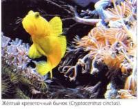 Жёлтый креветочный бычок (Cryptocentrus cinctus)