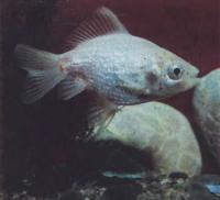 Жемчужинка