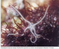 Змеевидная морска звезда Amphipholis squamata