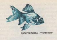 Золотая рыбка-телескоп