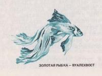Золотая рыбка - вуалехвост