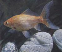 Золотая рыбка