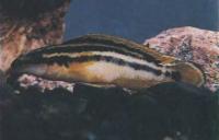 Золотой попугай